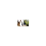 Adaptor robinet, filet interior, 1", Ideal