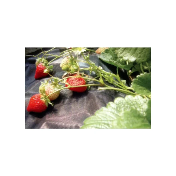 Folie antiburuieni, netesuta, neagra, 50 g/m2, 1.6x10 m