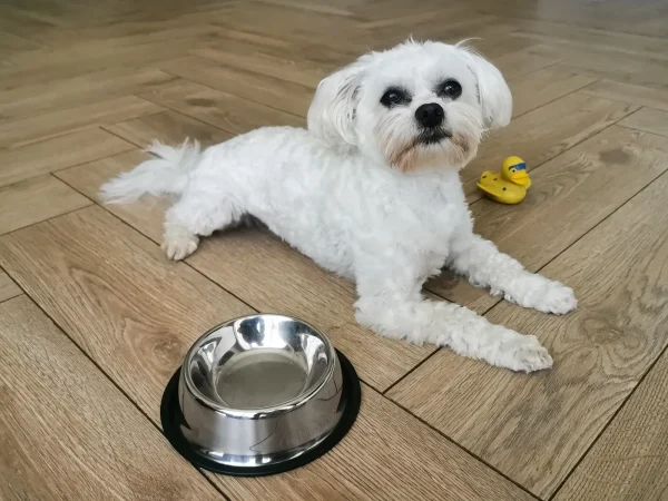 Castron Metalic pentru hranire animale de companie - 15cm