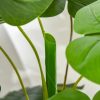 Planta artificiala, monstera cu ghiveci, verde, 120 cm