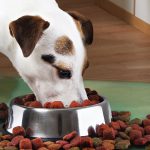 Castron Metalic pentru hranire animale de companie 29cm