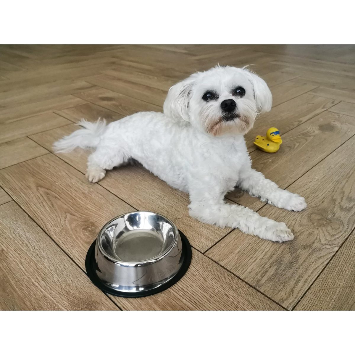 Castron Metalic Pentru Hranire Animale De Companie 29Cm