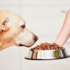 Castron Metalic pentru hranire animale de companie 22cm